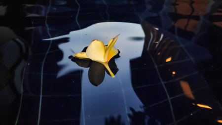 Frangipani flower floats serenely on dark tiled surface reflecting warm lights, creating a peaceful and contemplative scene.の写真素材