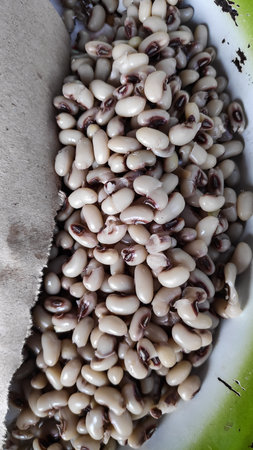 Blackeyed peas soaking in a metal bowl before cooking in the kitchen, showcasing their creamy color...
