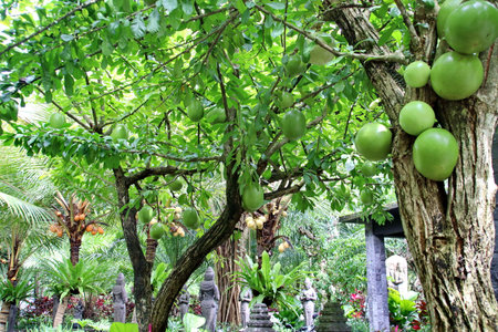 Calabash tree bearing fruit in tropical garden, showcasing nature's bounty and vibrant green hues in a serene and peaceful setting.の写真素材