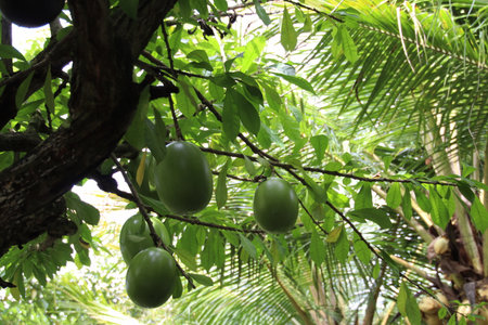 Calabash tree bearing fruit in tropical garden, showcasing nature's bounty and vibrant green hues in...