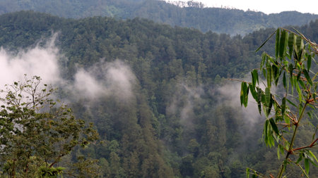 Lush green forest covers rolling hills under a hazy sky, creating a serene and peaceful landscape in...