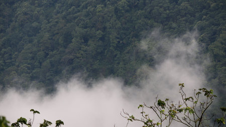 Lush green forest covers rolling hills under a hazy sky, creating a serene and peaceful landscape in...