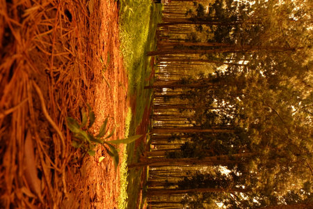 Path winds through dense forest with tall trees and vibrant green grass creating a serene and peaceful atmosphere in the woods.の写真素材