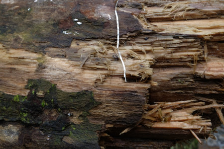 Decaying log shows signs of decomposition in a damp forest environment, revealing the natural cycle...