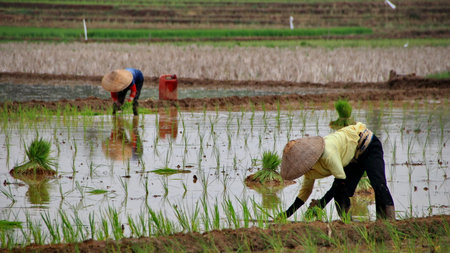Farmer planting rice seedlings in flooded paddy field during a cloudy day, showcasing traditional agriculture and hard work in rural Asia.の写真素材