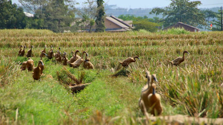 Ducks foraging for food in harvested rice paddy field in rural Southeast Asia during golden hour, creating a peaceful and idyllic scene.の写真素材