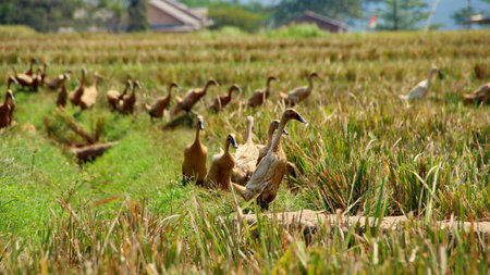 Ducks foraging for food in harvested rice paddy field in rural Southeast Asia during golden hour, creating a peaceful and idyllic scene.の写真素材
