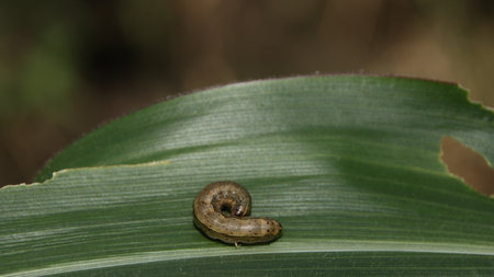 Caterpillar crawls on green corn leaf, leaving behind small holes in the field, showcasing nature's cycle of life and decay in a rural setting.の写真素材