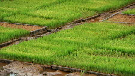 Rice seedlings grow in flooded paddy fields during the early stages of cultivation in rural Southeast Asia, showcasing the vibrant green landscape.の写真素材