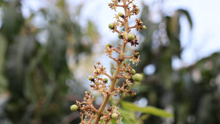 Close-up of a mango tree branch displaying a profusion of delicate white and yellow blossoms...
