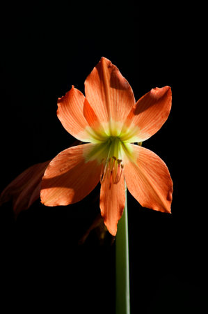Lily flower