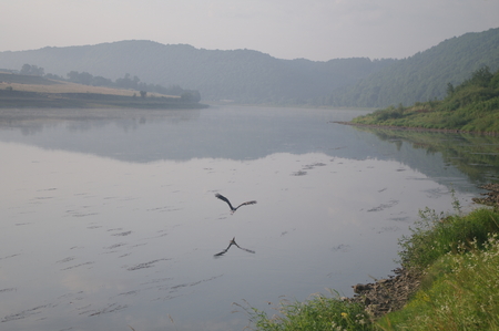 European white stork over riverの写真素材
