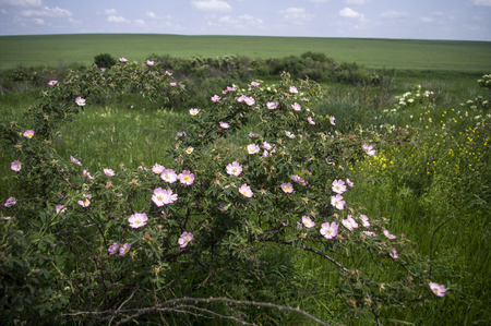 Bush with berries of wild rose close-upの写真素材