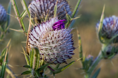 Thistle flowers (Carduus) and thorns close-upの写真素材