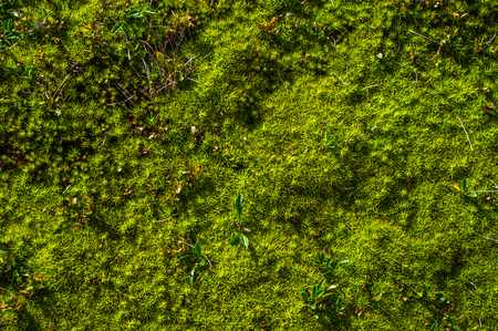 Moss in the forest close upの写真素材