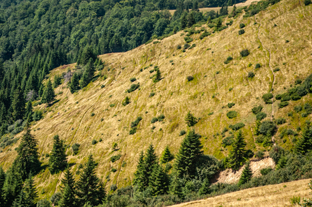 Mountain slope in the Carpathian mountains, Ukraineの写真素材