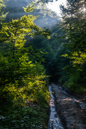 Dirt road in the Carpathian mountainsの写真素材