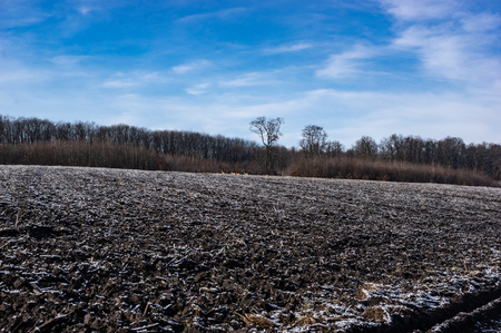 Roe in a plowed fieldの写真素材