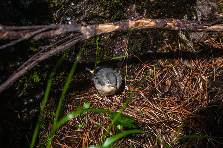 Black Redstart in the mountains on the rocksの写真素材
