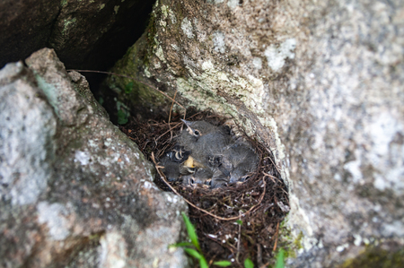 Black Redstart in a nest on the rocksの写真素材
