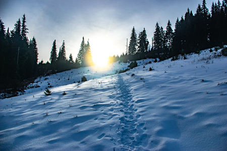Morning in the winter in the Carpathiansの写真素材