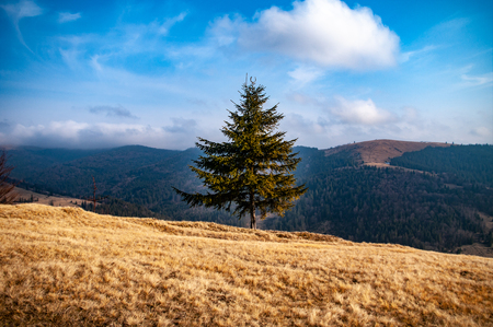 Christmas tree against the sky in the Carpathian mountainsの写真素材