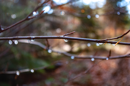 Wet branch after the rain close upの写真素材