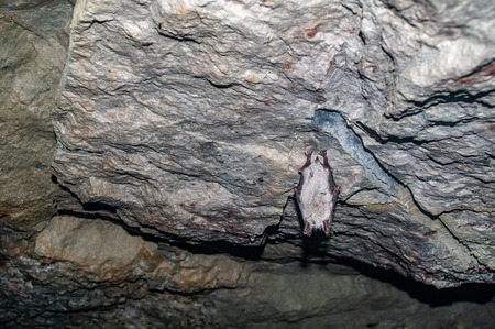 Greater mouse-eared bat on the ceiling of the mineの写真素材