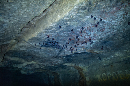 Bats on the ceiling of thの写真素材
