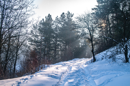Snowy road in the winter forestの写真素材