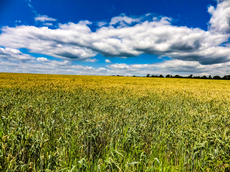 Wheat field against a blue sky in Ukraineの写真素材
