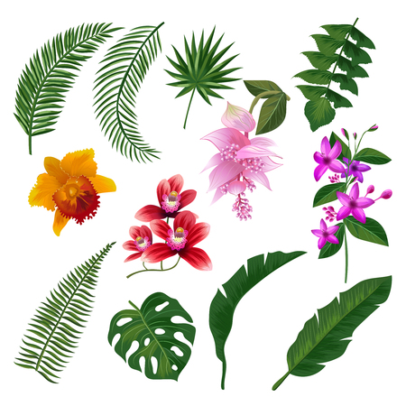 Set of Tropical flowers bouquet. Vector illustration of leaves and branchesのイラスト素材