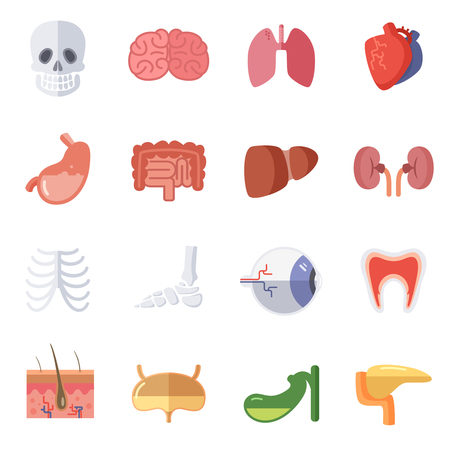 Male and female anatomy. Vector illustration set of human organsのイラスト素材