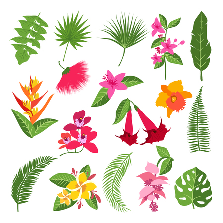 Exotic tropical flowers and leaves. Vector illustrations of plantsのイラスト素材
