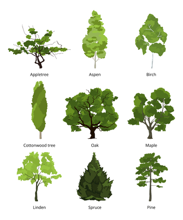 Vector set of green garden trees. Nature illustrations isolate on whiteのイラスト素材