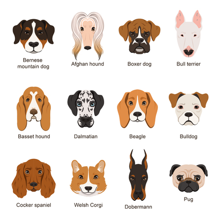 Different dogs. Vector illustrations set isolate on whiteの写真素材