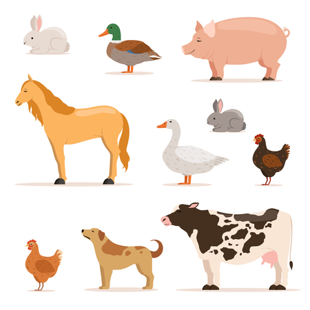 Different domestic animals on farm. Geese, ducks, hens chickens and cattle. Vector illustrations set.のイラスト素材