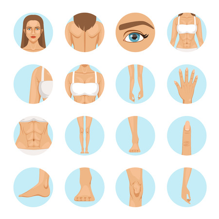 Woman body parts. Human anatomy vector illustration isolate on whiteの写真素材