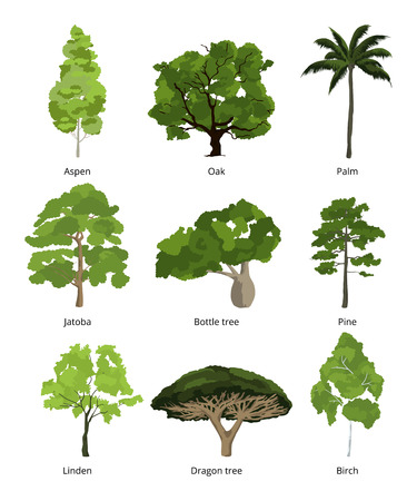 Different trees vector collection and exotic palms isolated on whiteのイラスト素材
