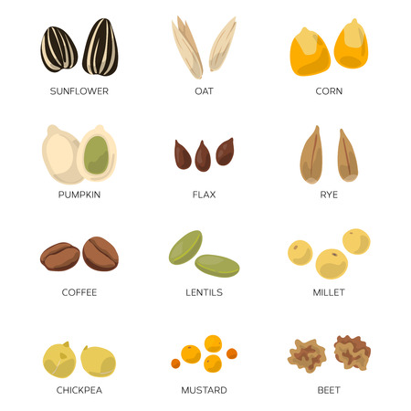 Different seeds isolatedのイラスト素材