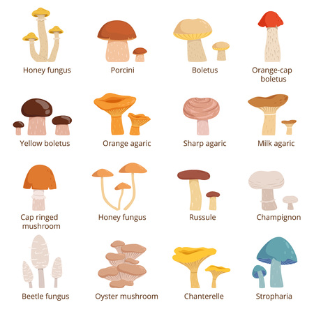 Forests mushrooms set Vector illustrations in cartoon styleのイラスト素材