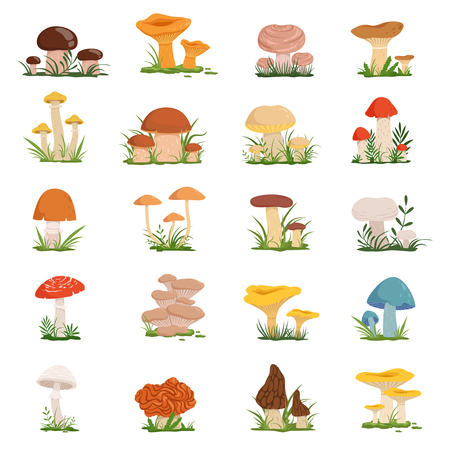 Different mushrooms on green grass Vector setのイラスト素材