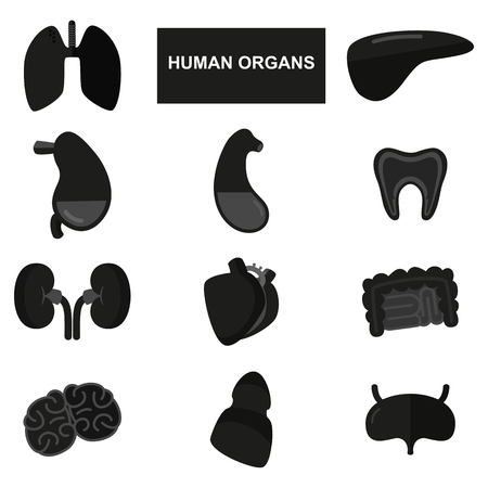 Silhouettes of human organs on white backgroundのイラスト素材