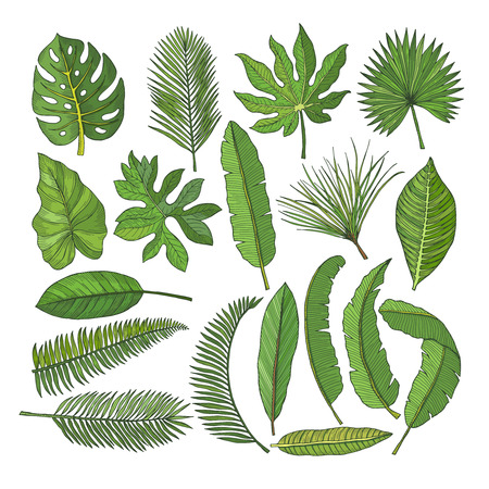 Colored pictures set of tropical leaves. Vector illustrations isolated on whiteのイラスト素材