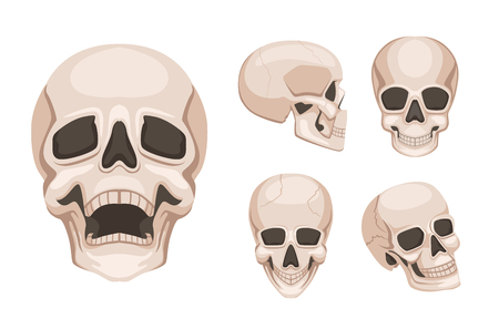 Human skull at different sides. Vector monochrome picturesのイラスト素材