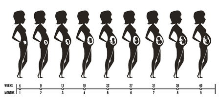 Pregnancy stages. Silhouettes of happy mom with newborn child female pregnancy trimesters infographics vector pictures. Illustration of mother pregnant, motherhood infographic, maternity newbornのイラスト素材