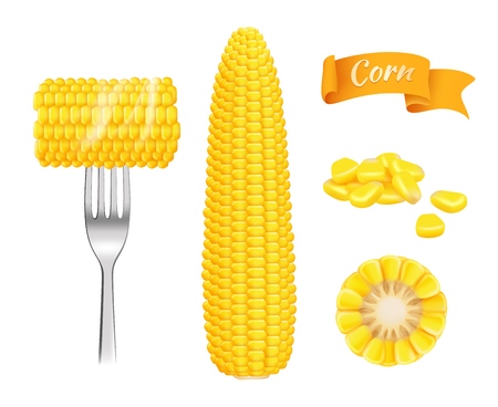 Corn realistic. Harvest fresh cut grains eating corn vector template. Illustration of realistic corn vegetable, vegetarian nutritionのイラスト素材