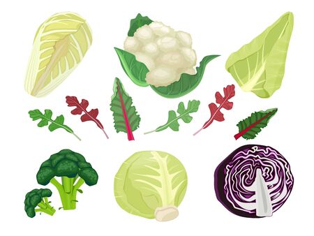 Cabbages cartoon. Green vegetarian natural food plant salad harvest eat vector set. Vegetable natural organic, healthy eating cabbage illustrationのイラスト素材
