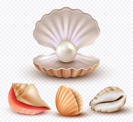 Realistic seashells. Mollusk shells ocean beach objects luxury pearls open concha vector collection. Pearl shell mollusk, ocean seashell illustrationのイラスト素材