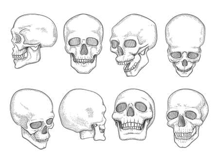 Skulls. Human anatomy bones head skull mouth and eyes vector hand drawn illustrations. Anatomy skeleton, head skull humanのイラスト素材